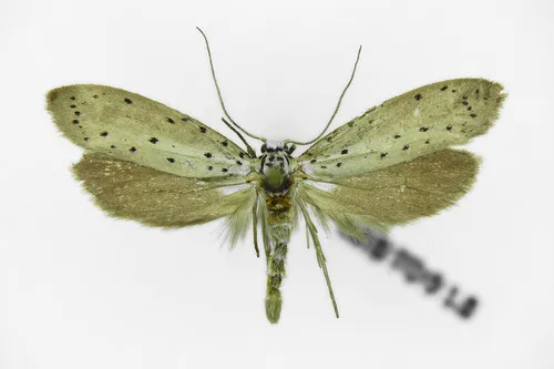 Cherry Ermine - photo 6