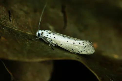 Cherry Ermine - photo 8