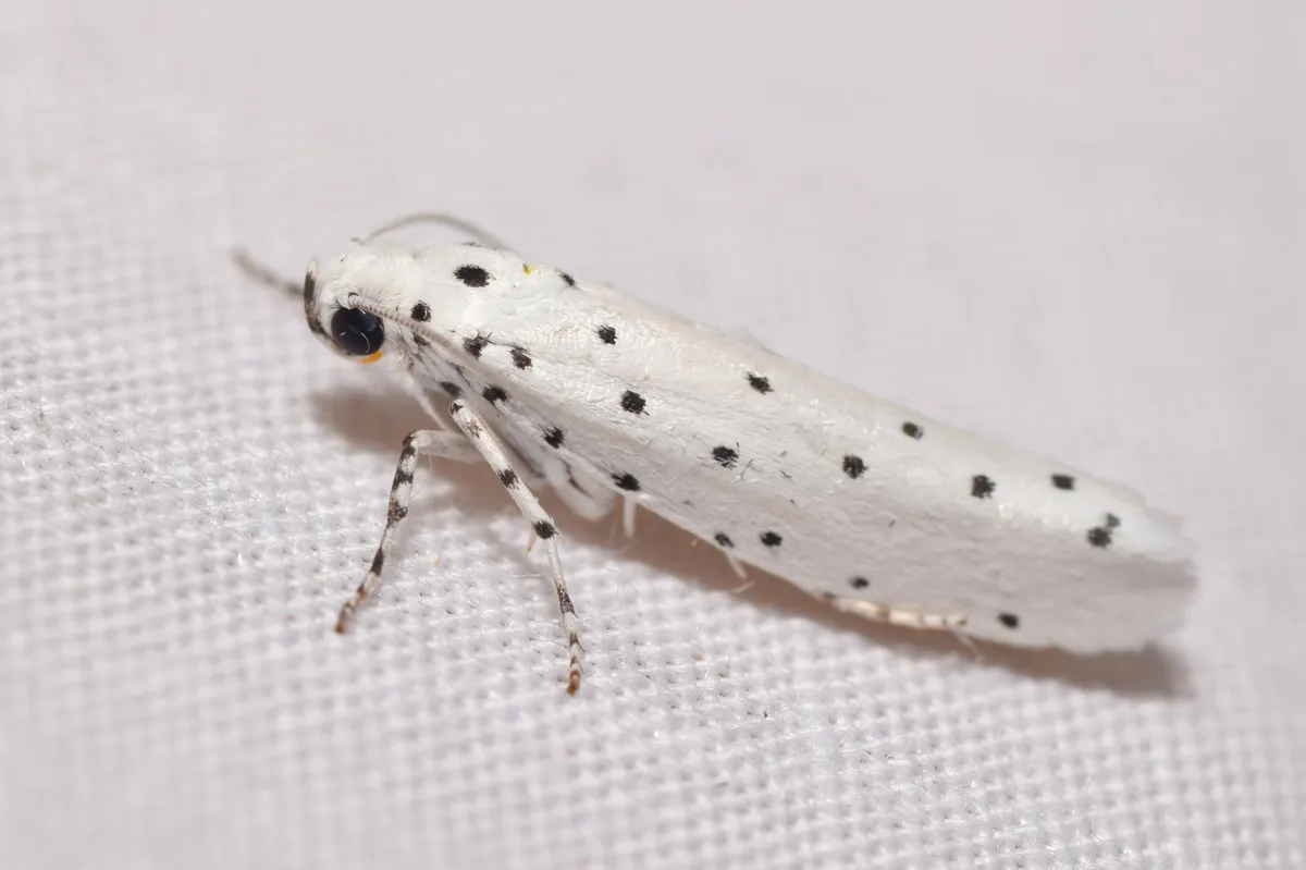 Yponomeuta paurodes - photo 3
