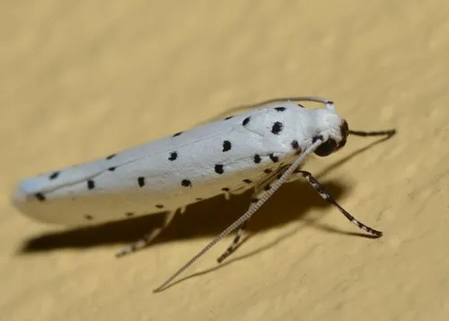 Yponomeuta paurodes - photo 5