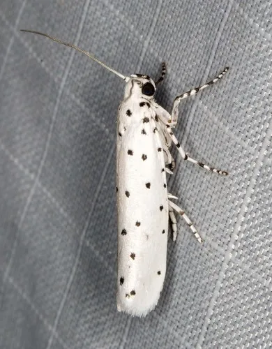 Yponomeuta paurodes - photo 6