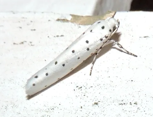 Yponomeuta paurodes - photo 7