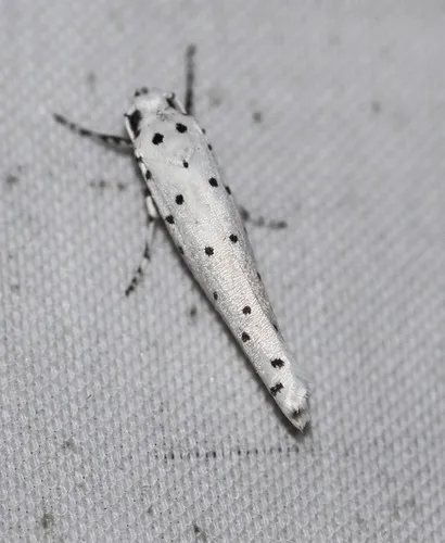Yponomeuta paurodes - photo 8