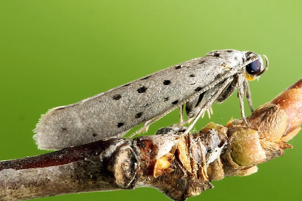 Yponomeuta sedella - photo 2