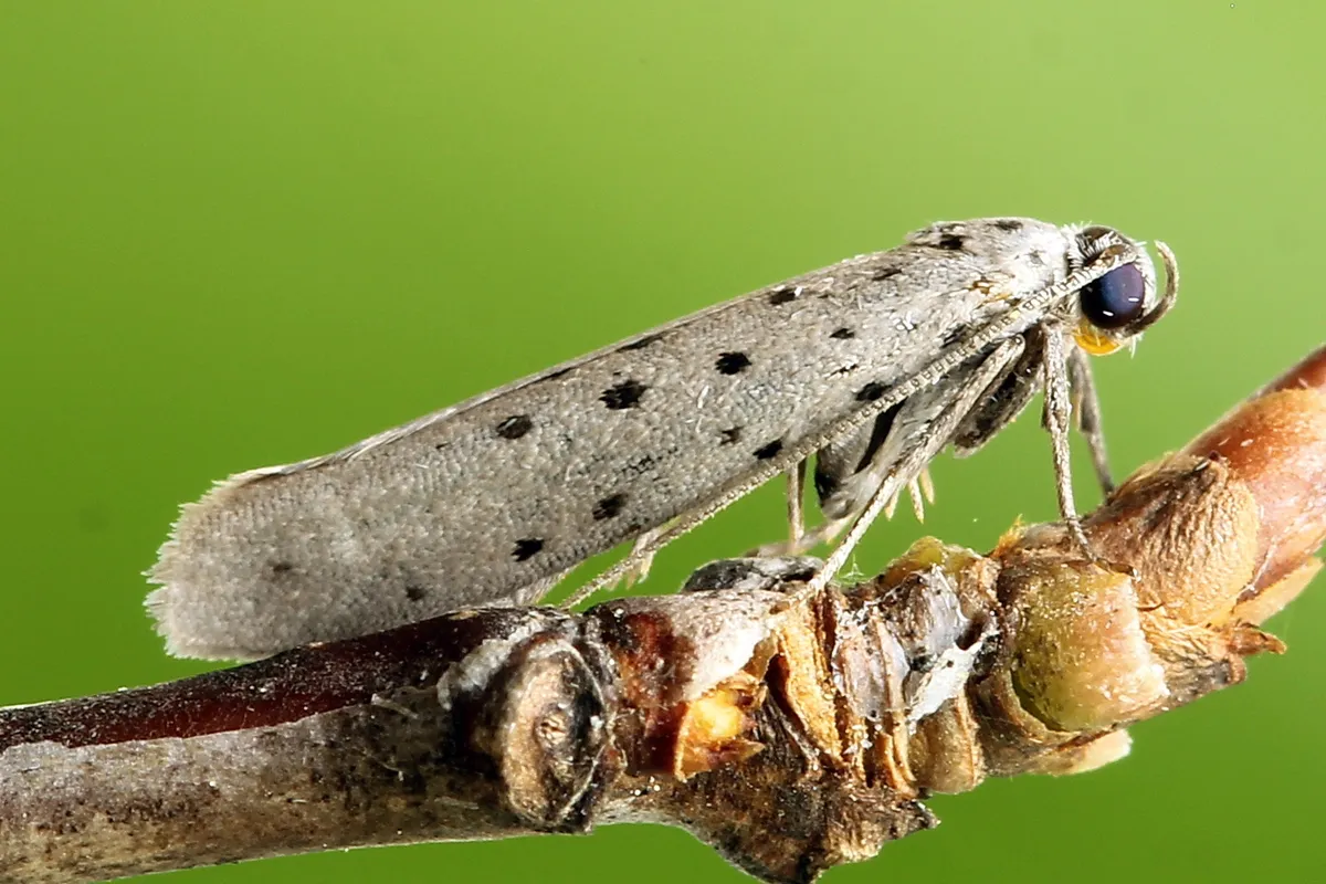 Yponomeuta sedella - photo 3