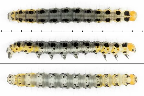 Yponomeuta sedella - photo 4