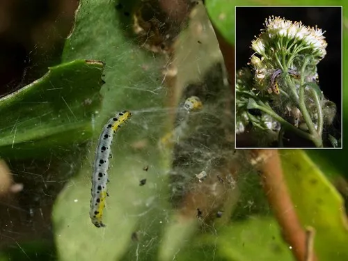Yponomeuta sedella - photo 5