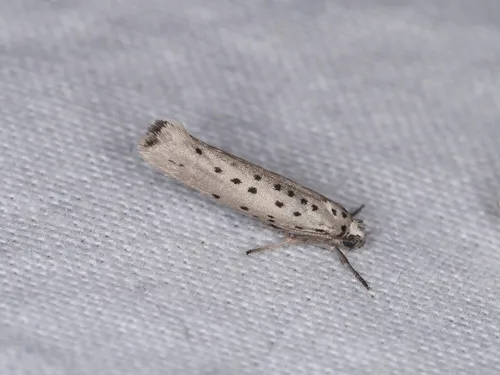 Yponomeuta sedella - photo 6