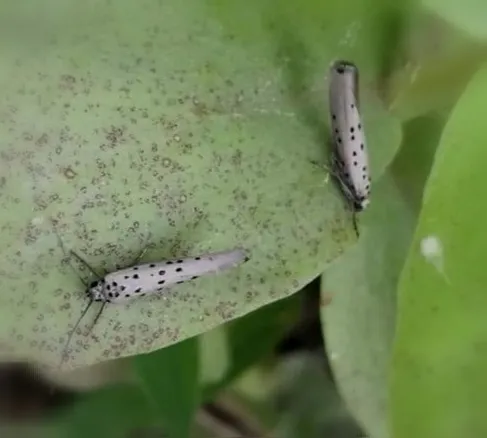 Yponomeuta sedella - photo 7