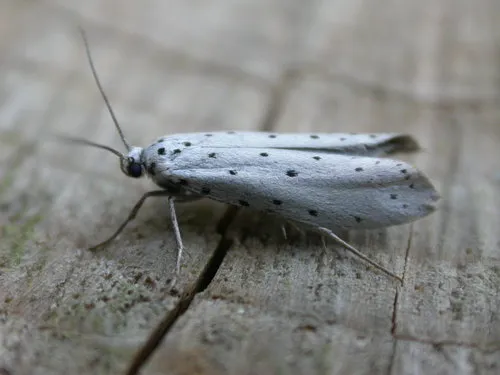 Ermine Moths - photo 2