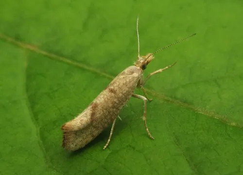 Ypsolopha alpella