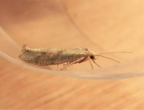 Ypsolopha alpella - photo 2