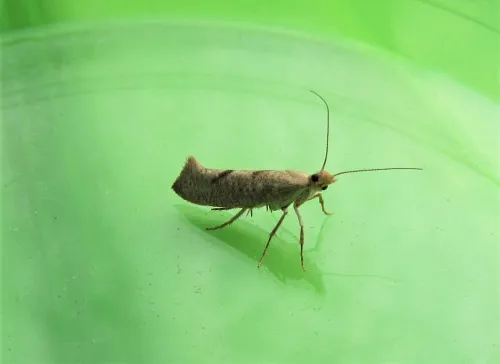 Ypsolopha alpella - photo 3