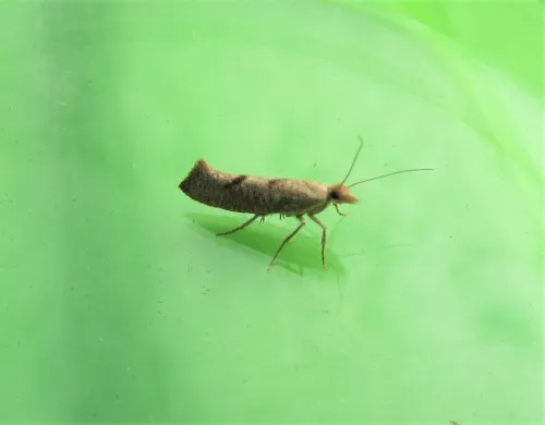 Ypsolopha alpella - photo 4