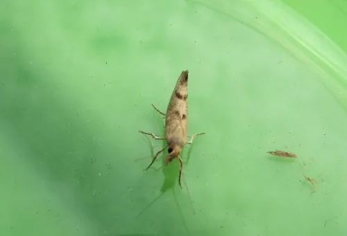 Ypsolopha alpella - photo 5