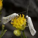 Ypsolopha angelicella - Hodges#2368 - photo 4