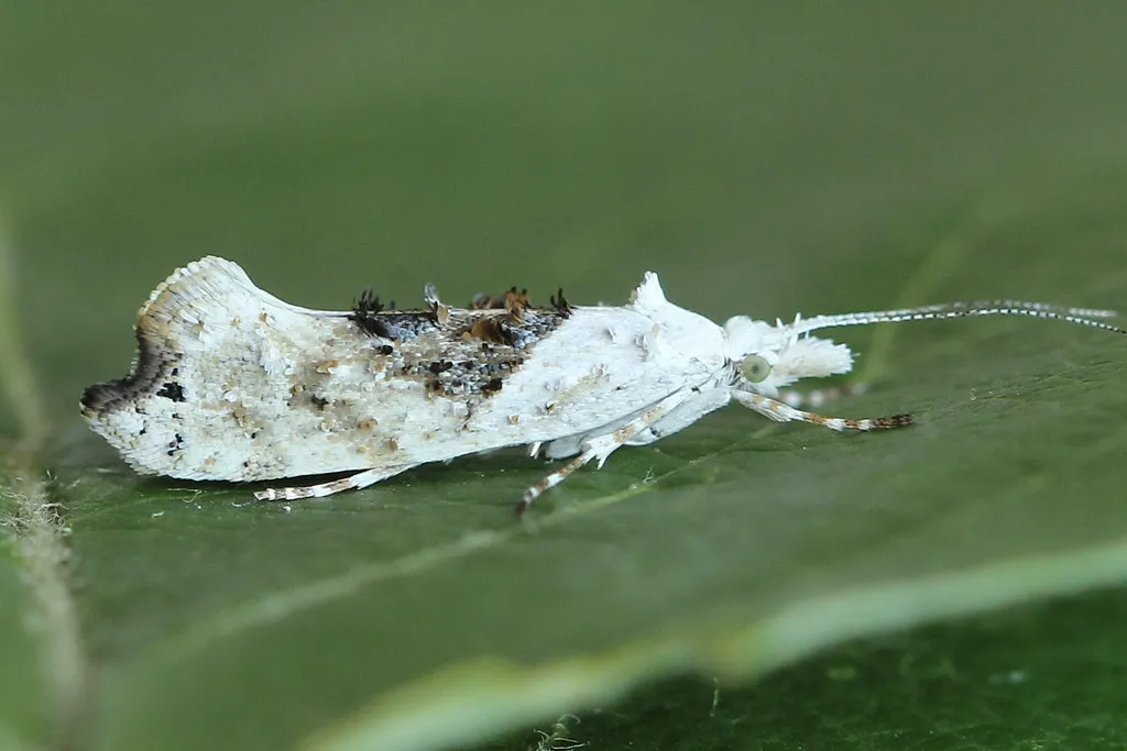 scarce smudge - photo 2