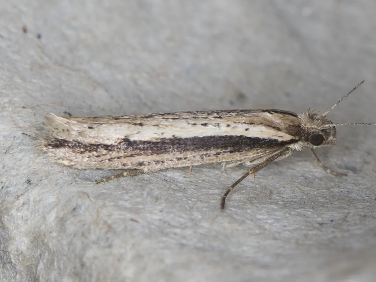 Ypsolopha barberella - Hodges#2370 - photo 2