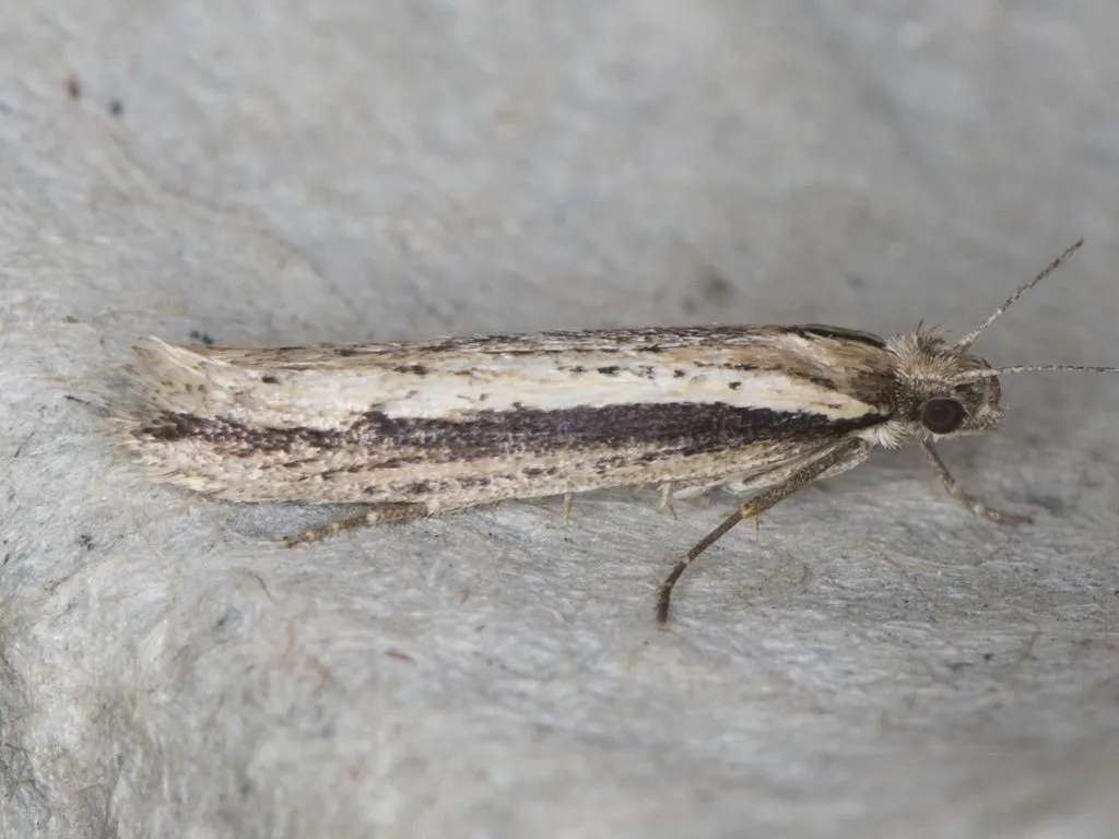 Ypsolopha barberella - Hodges#2370 - photo 3