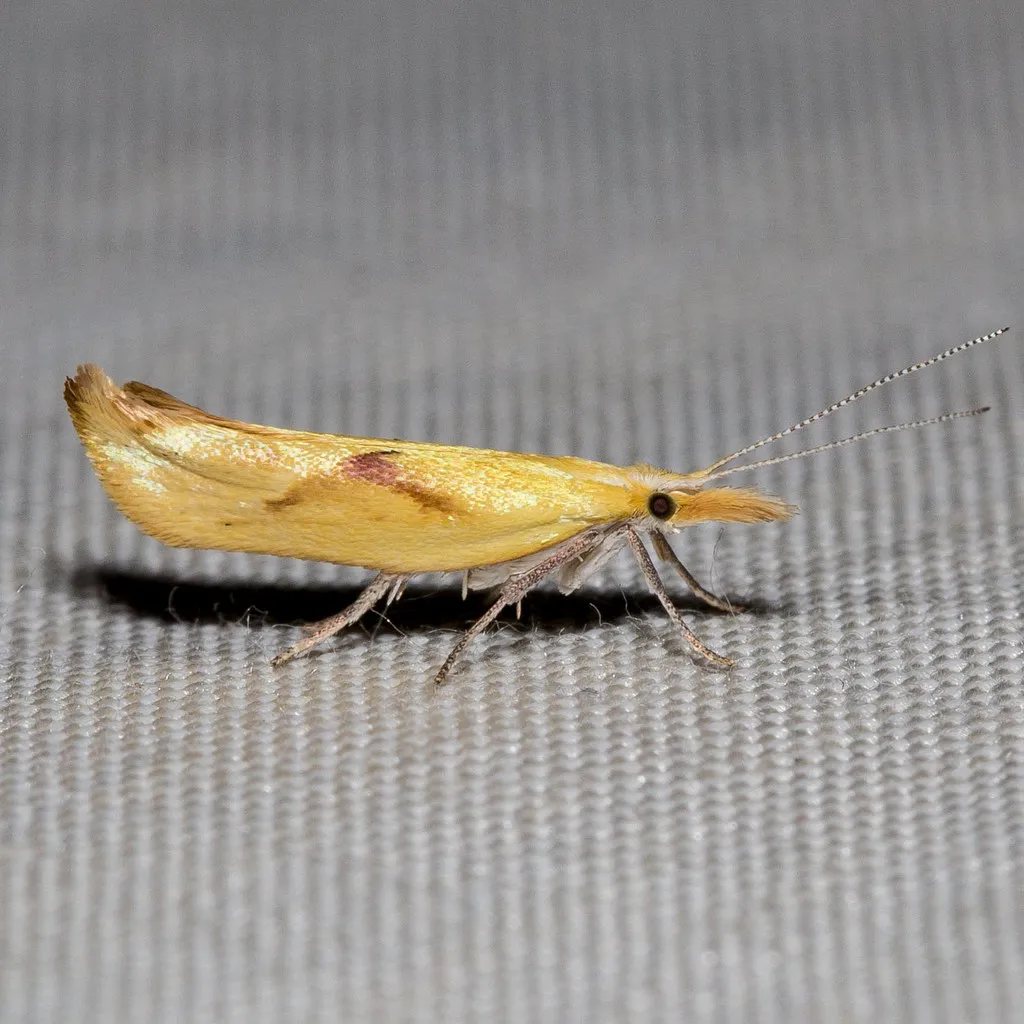 Canary Ypsolopha - Hodges#2371 - photo 2