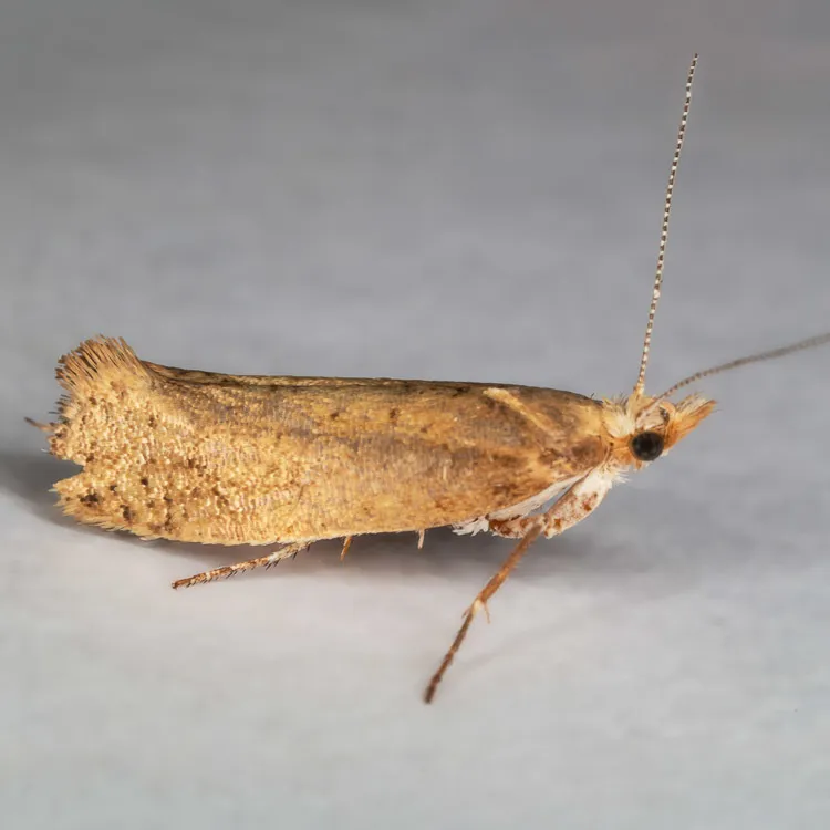 Ypsolopha cervella - Hodges#2372