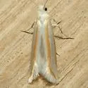 Ypsolopha cockerella - Hodges#2373