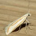 Ypsolopha cockerella - Hodges#2373 - photo 2