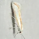 Ypsolopha cockerella - Hodges#2373 - photo 4
