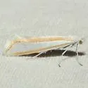 Ypsolopha cockerella - Hodges#2373 - photo 5