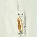 Ypsolopha delicatella - Hodges#2374
