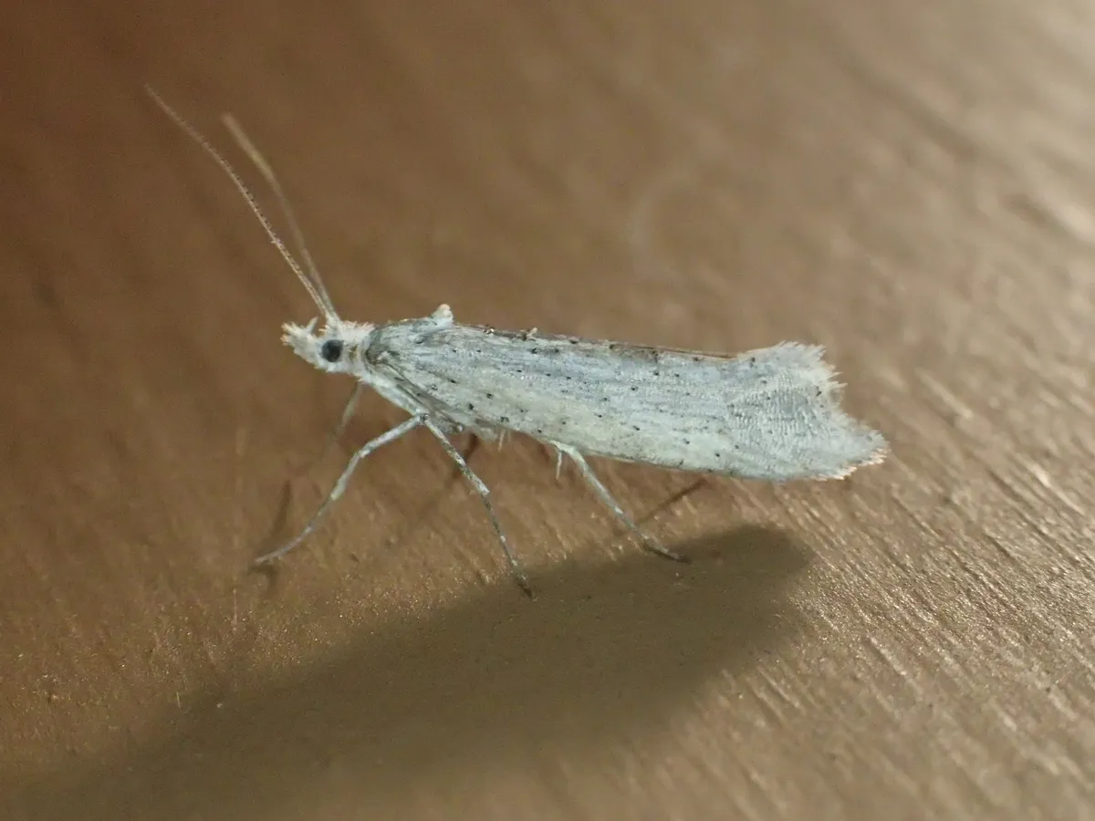 Ypsolopha falciferella - Hodges#2380