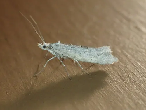 Ypsolopha falciferella - Hodges#2380 - photo 2
