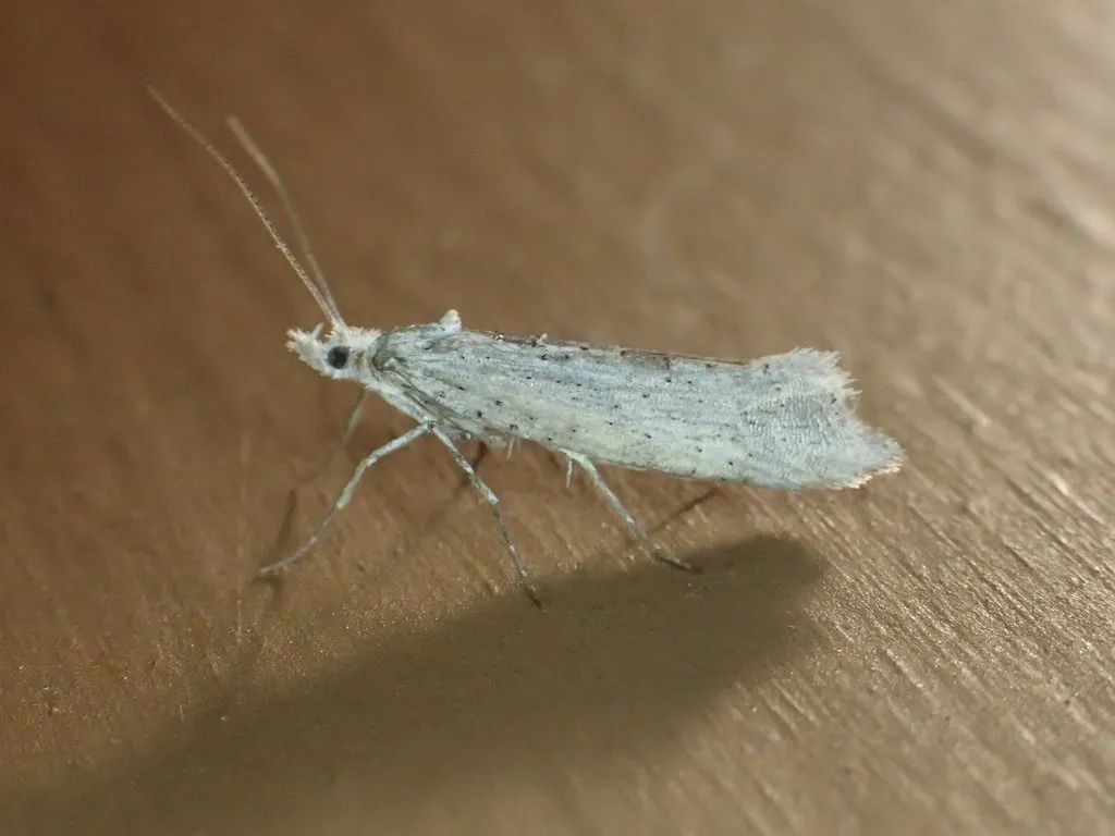 Ypsolopha falciferella - Hodges#2380 - photo 3
