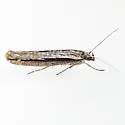 Ypsolopha flavistrigella - Hodges#2381