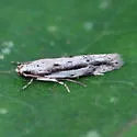 Ypsolopha flavistrigella - Hodges#2381 - photo 2