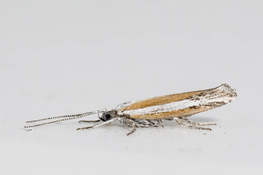 Ypsolopha gerdanella - Hodges#2383 - photo 2