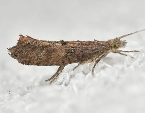 Ypsolopha horridella