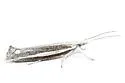 Ypsolopha leptaula - Hodges#2384