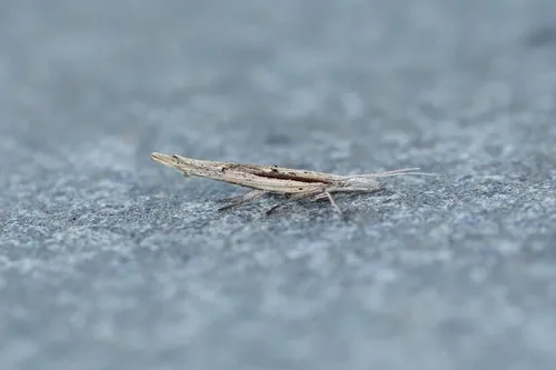 Ypsolopha mucronella - Ypsolopha mucronella