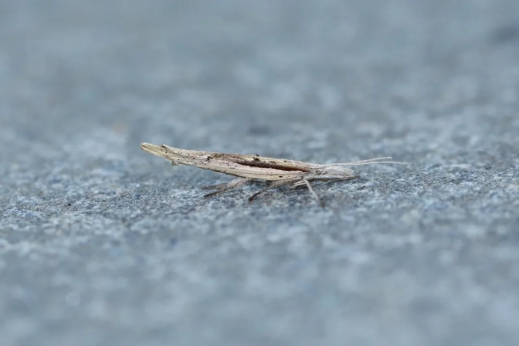 Ypsolopha mucronella - photo 2
