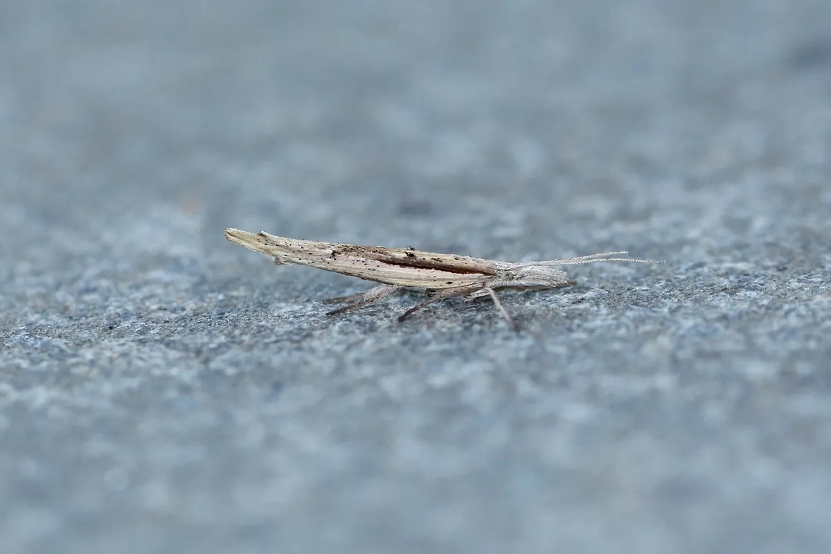 Ypsolopha mucronella - photo 3