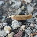 Ypsolopha nella - Hodges#2388 - Ypsolopha nella