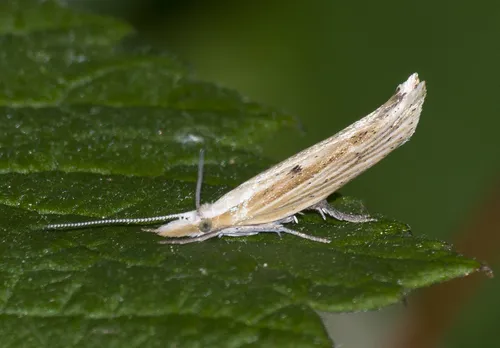 Ypsolopha nemorella