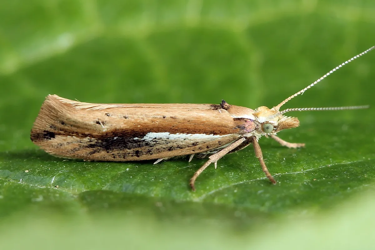 Ypsolopha parenthesella - photo 3