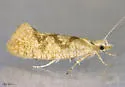 Ypsolopha querciella - Hodges#2390
