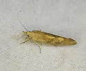 Ypsolopha querciella - Hodges#2390 - photo 4