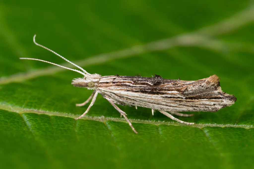 Ypsolopha scabrella - photo 2