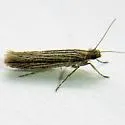 Ypsolopha schwarziella - Hodges#2393