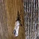 Ypsolopha senex - Hodges#2392 - photo 3