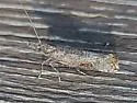Ypsolopha senex - Hodges#2392 - photo 4